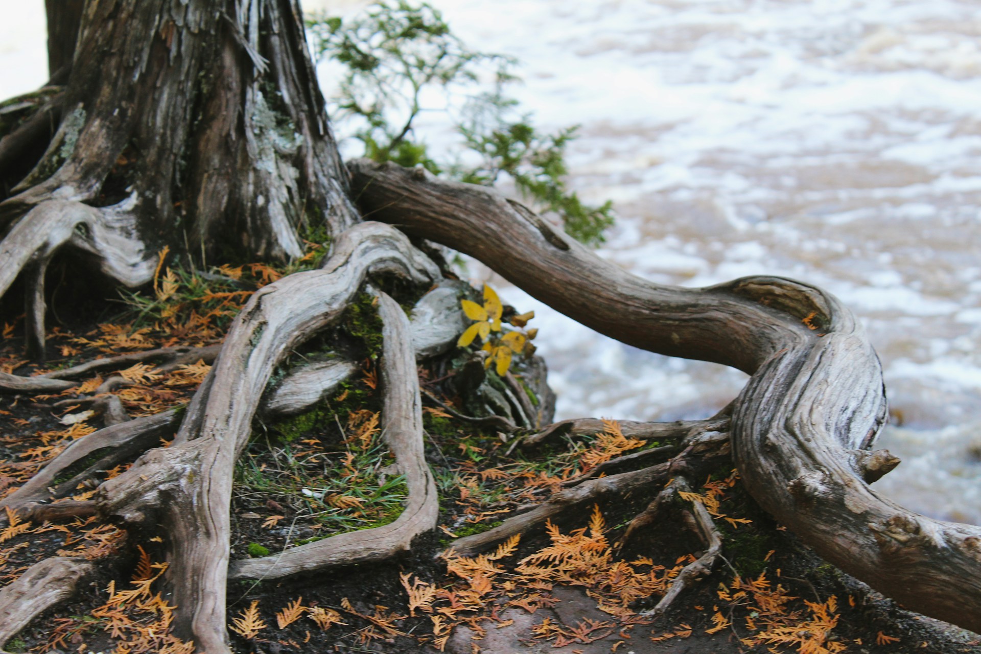 Tree root